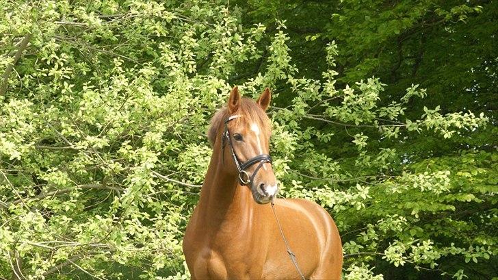 Anden særlig race Ricardo - Solgt billede 20