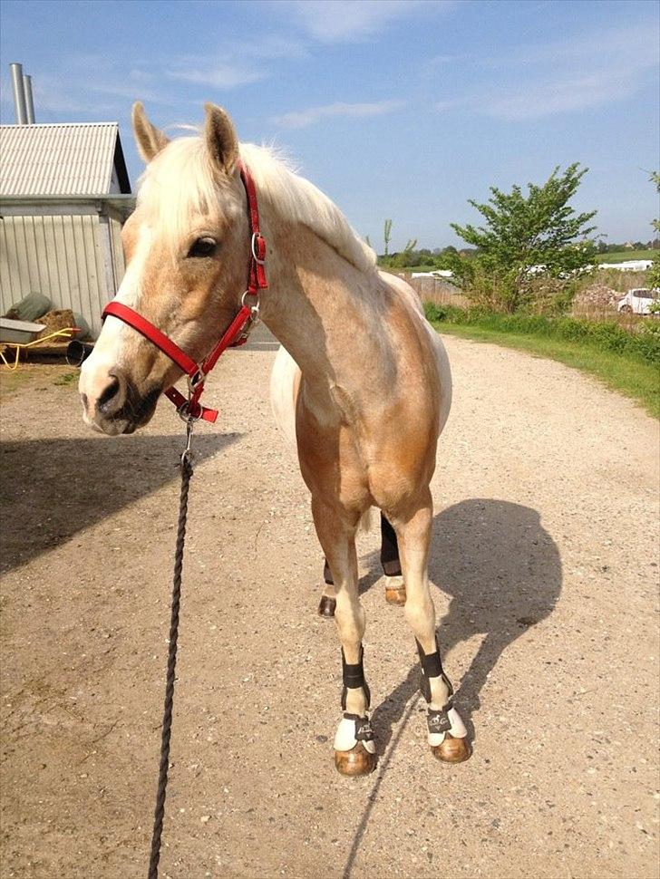 Anden særlig race WILD SECRET. BLINKENDE STJERNE - 20 maj. 2012 billede 14