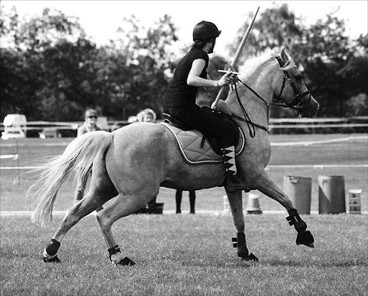 Anden særlig race WILD SECRET. BLINKENDE STJERNE billede 15