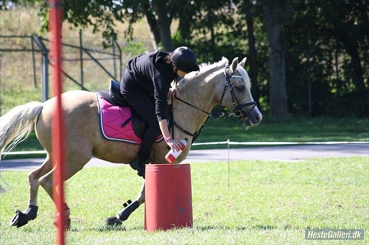 Anden særlig race WILD SECRET. BLINKENDE STJERNE - DM par.2010 billede 16