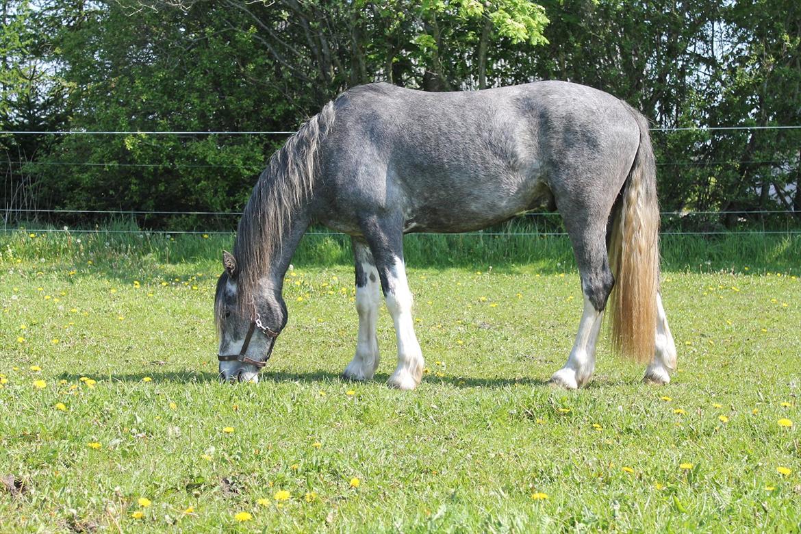 Welsh Partbred (Sec F) Gravens Fairytale (SOLGT) - Maj 2012 billede 16