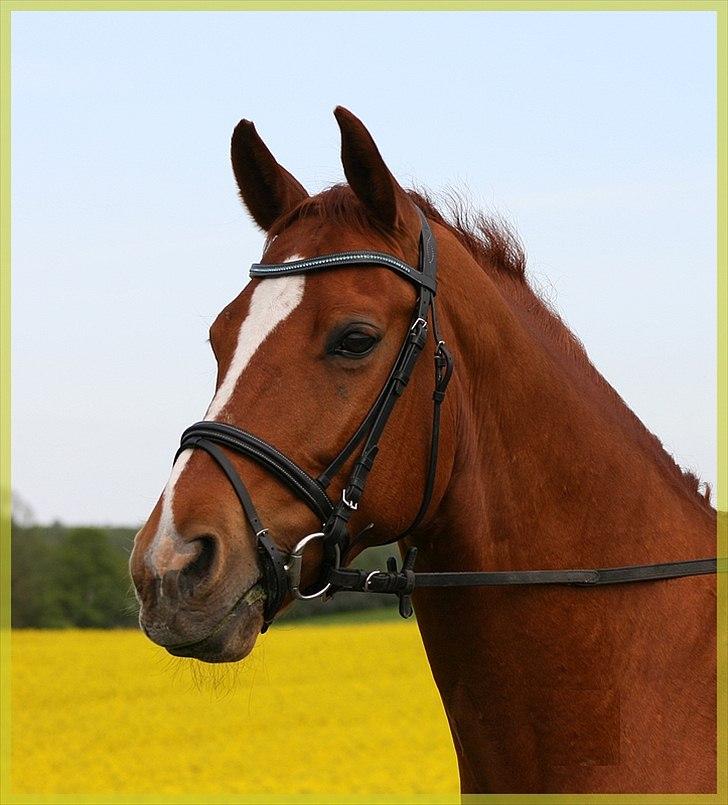 Dansk Varmblod Gullhøjs Limano billede 8