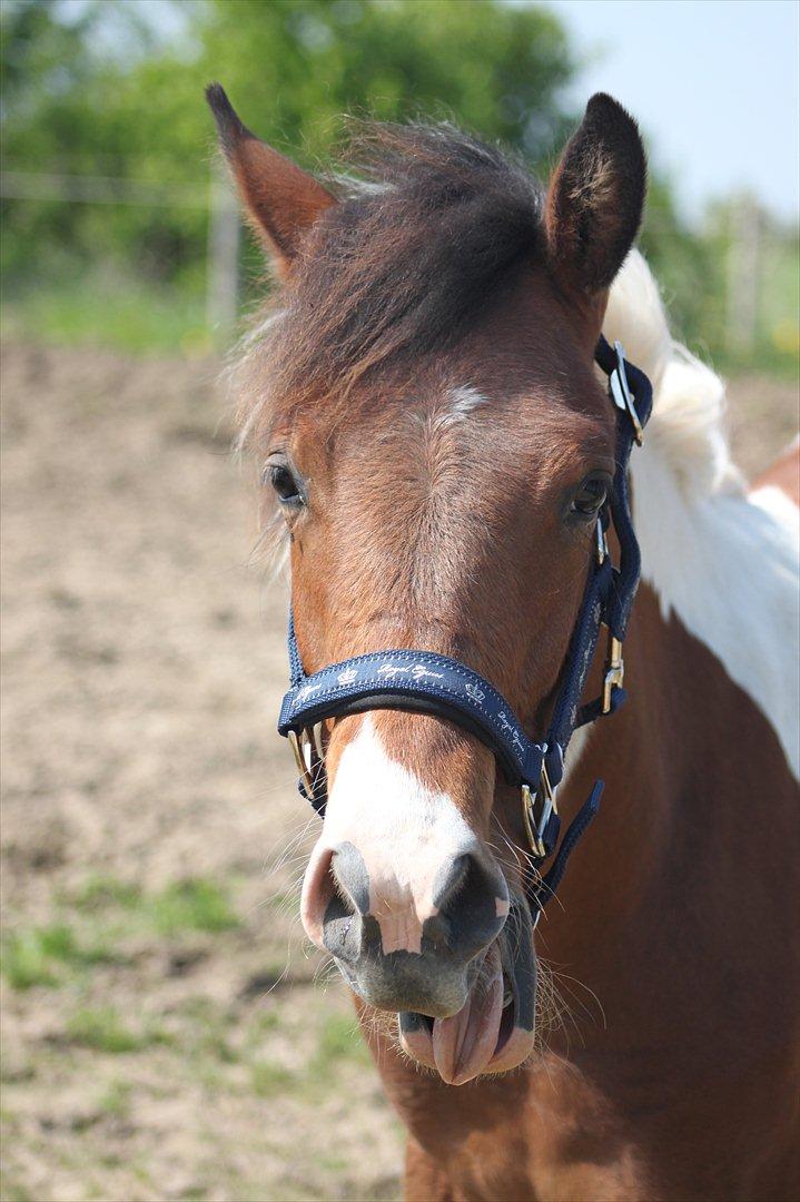 Pinto Kilgast's Assur billede 15