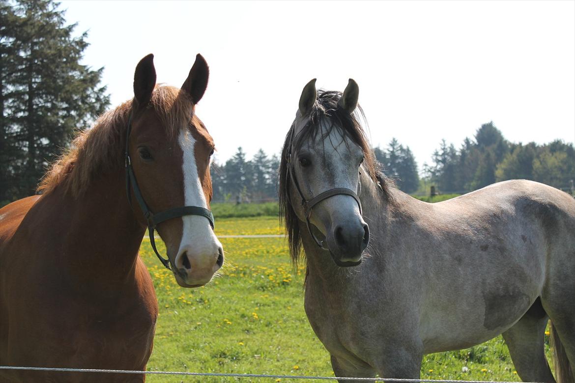 Arabisk fuldblod (OX) Wermont - Romeo og Monti maj 2012 billede 11