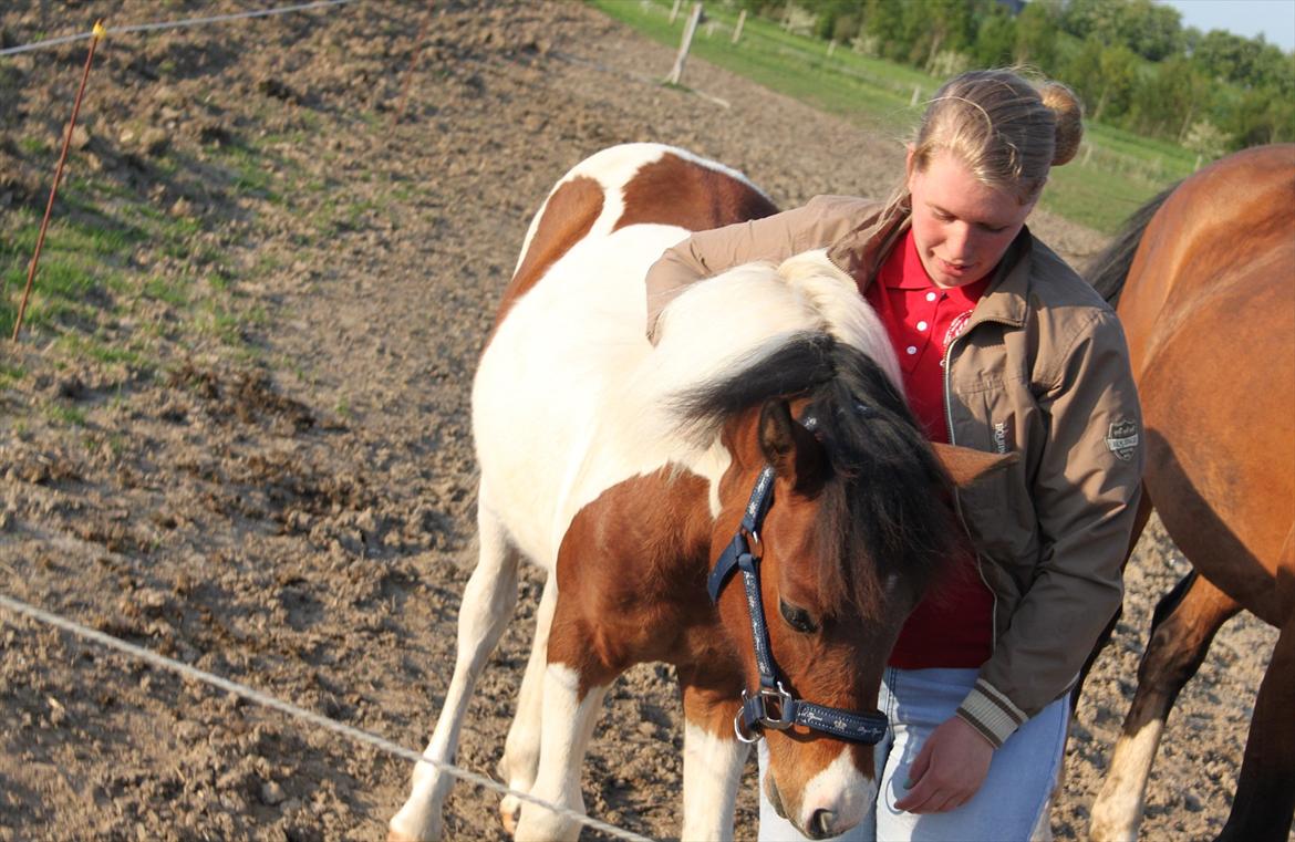 Pinto Kilgast's Assur billede 16