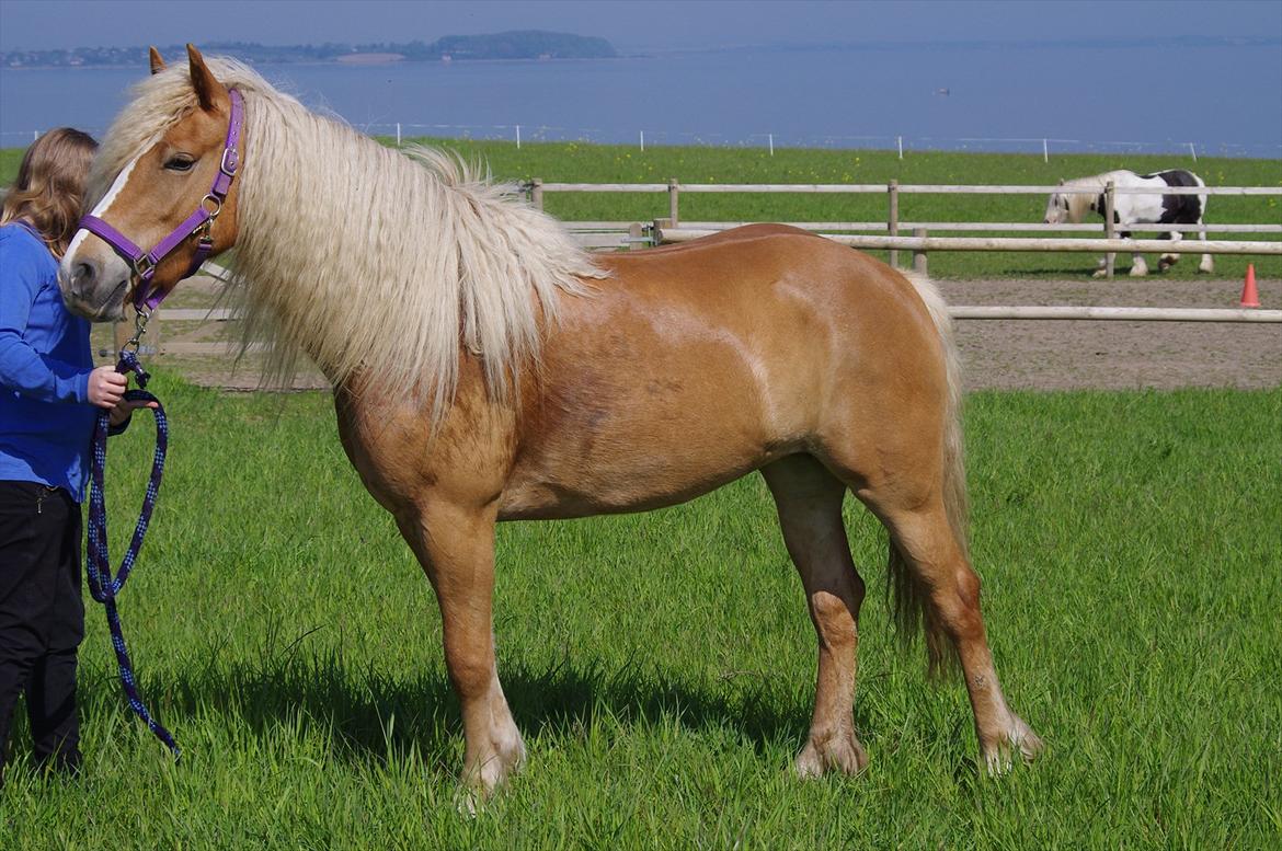 Haflinger Anna-Bell - AB maj 2012 billede 19