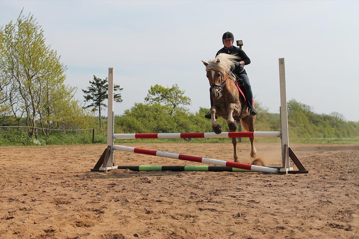 Haflinger Trøja [ Himmel hest ] <3 hvil i fred<3 billede 14