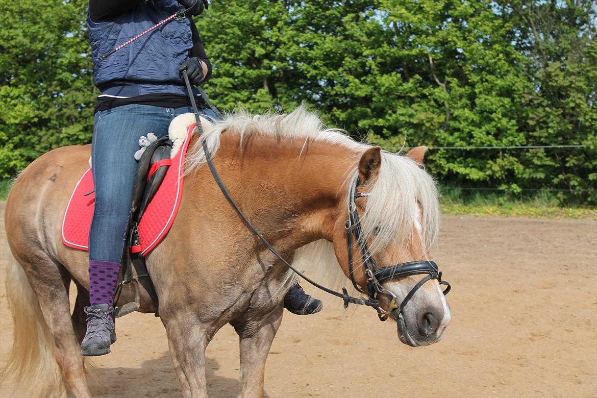 Haflinger Trøja [ Himmel hest ] <3 hvil i fred<3 - jesss så er vi færdige billede 22