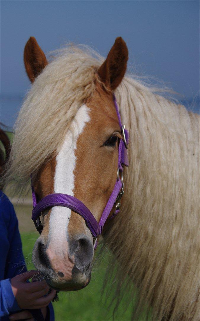 Haflinger Anna-Bell billede 20