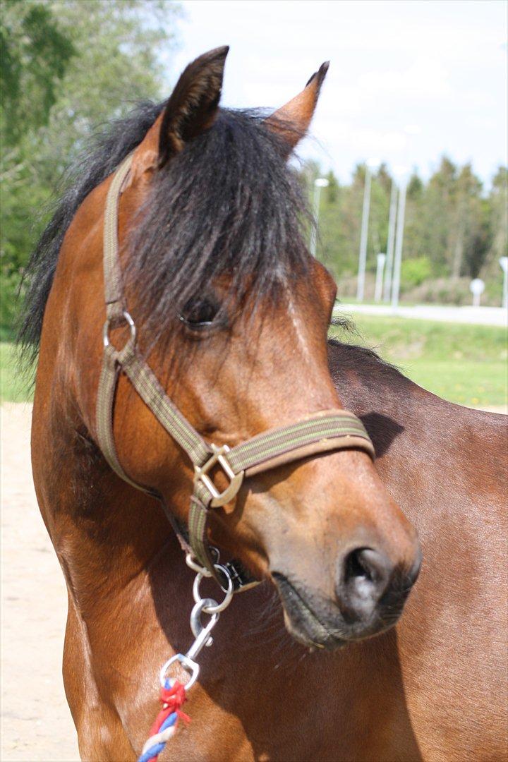 Welsh Partbred (Sec F) Amigo Citrus - Smukke pony i solskinnet! billede 12