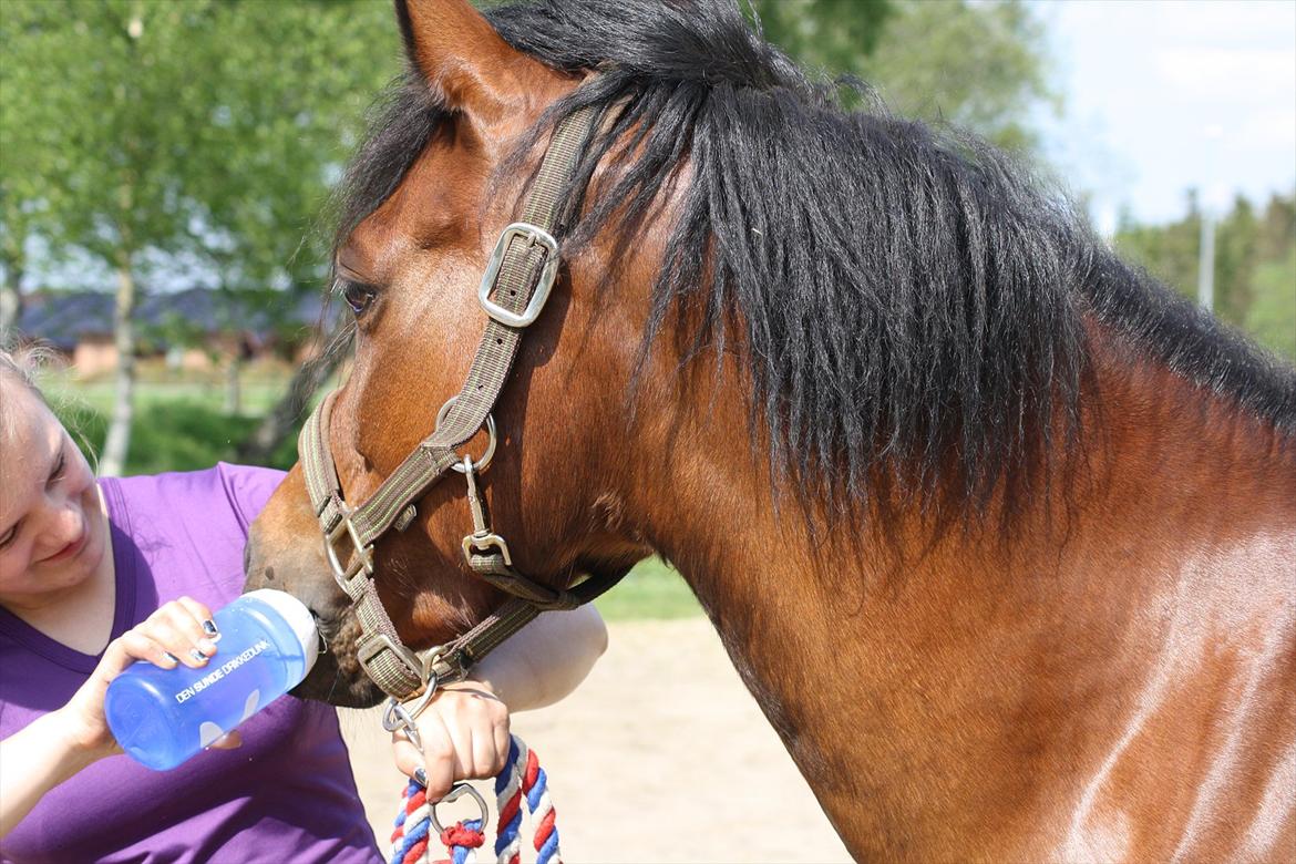 Welsh Partbred (Sec F) Amigo Citrus - Citrus drikker af min drikkedunk! (-; billede 9