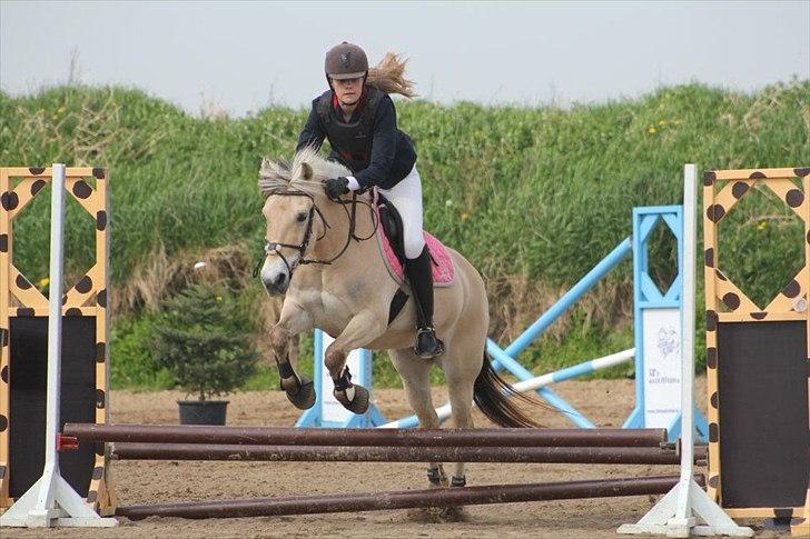 Fjordhest Freja - Spring stævne i SVEJ. (:

Foto: MSP FOTO.  billede 13