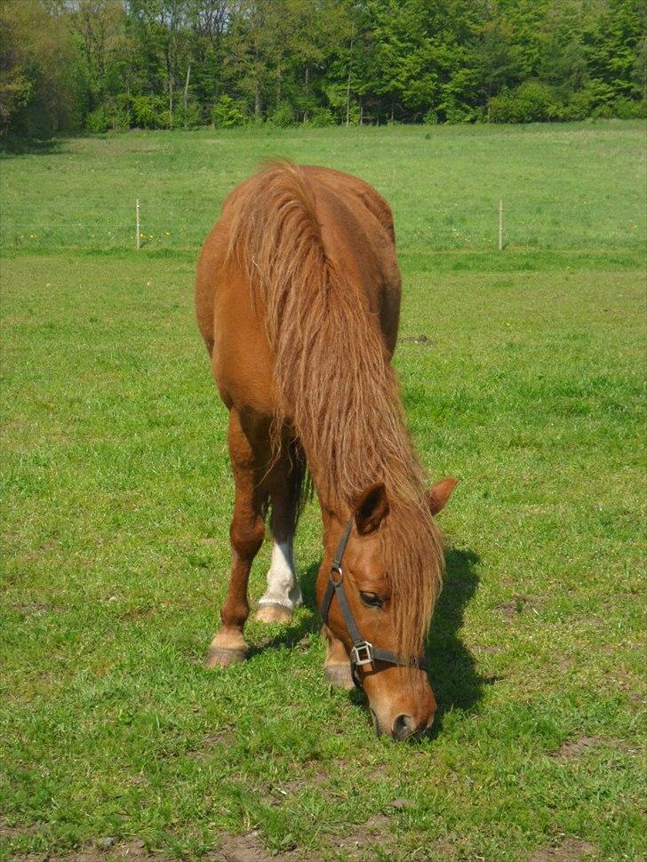 Anden særlig race Aslan billede 4