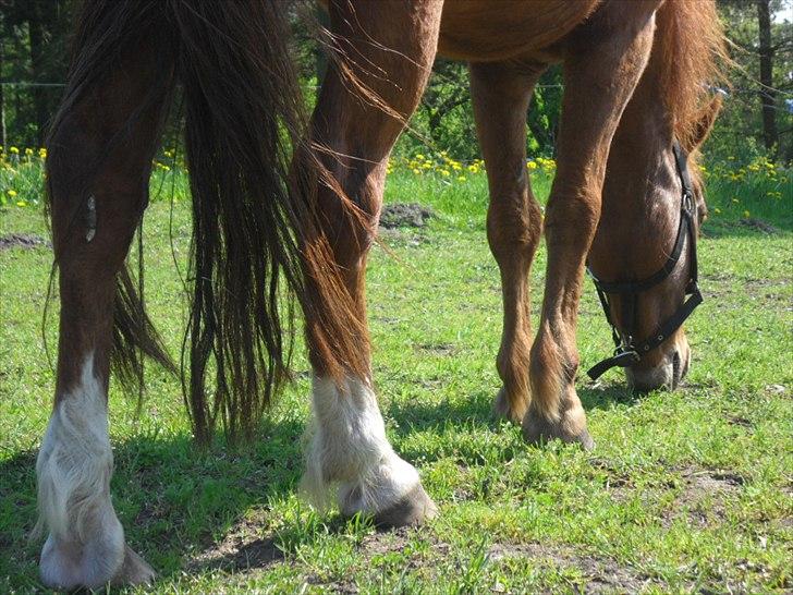 Anden særlig race Aslan billede 2