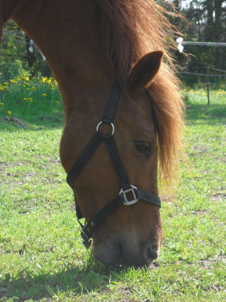 Anden særlig race Aslan billede 19
