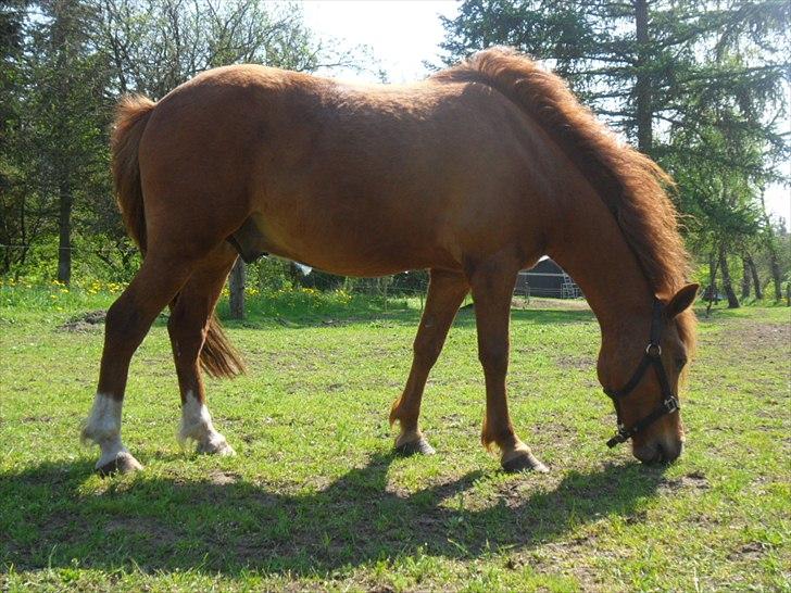 Anden særlig race Aslan billede 3