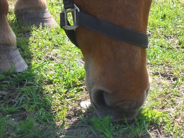 Anden særlig race Aslan billede 5