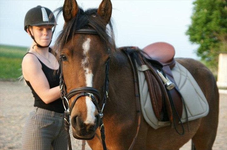 Pinto Araber Brown Sugar billede 8