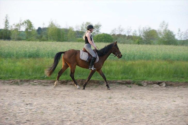 Pinto Araber Brown Sugar - Så træner vi trav (21/5-12) billede 11