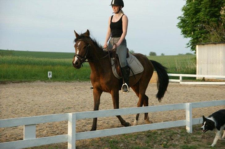 Pinto Araber Brown Sugar - 21/5-12 billede 12