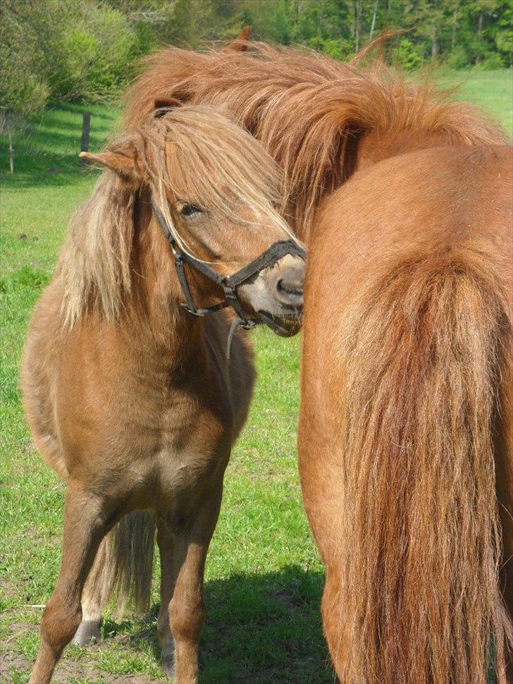 Anden særlig race Fiona - NYT billede 1