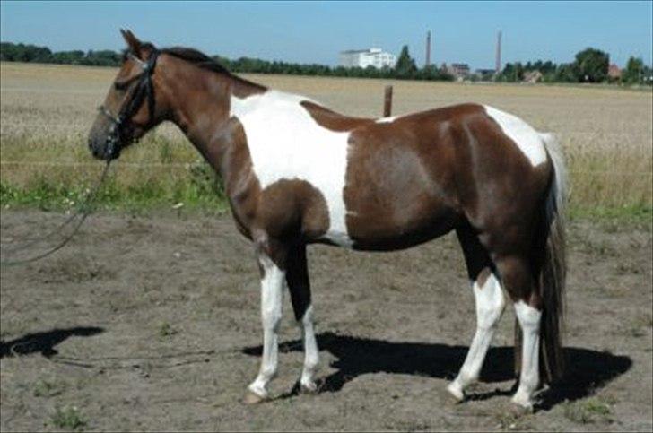 Pinto Saxpo Pleasure. billede 7