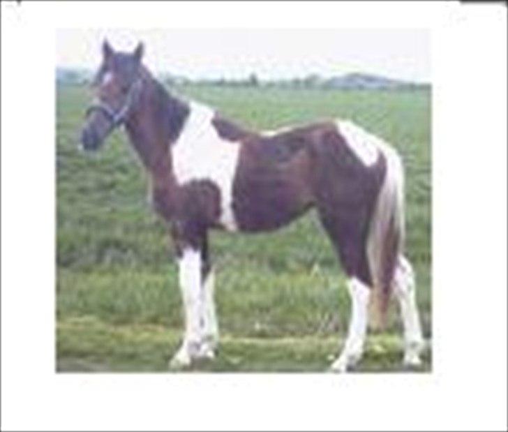 Pinto Saxpo Pleasure. billede 8