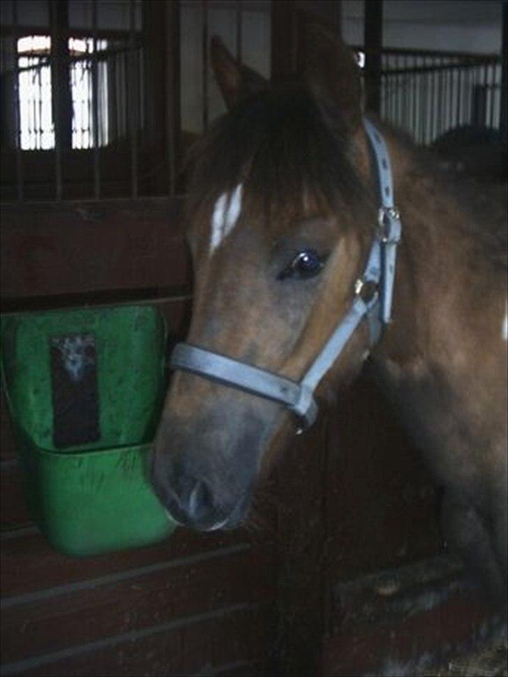 Pinto Saxpo Pleasure. - lille føl. nåååååår billede 9