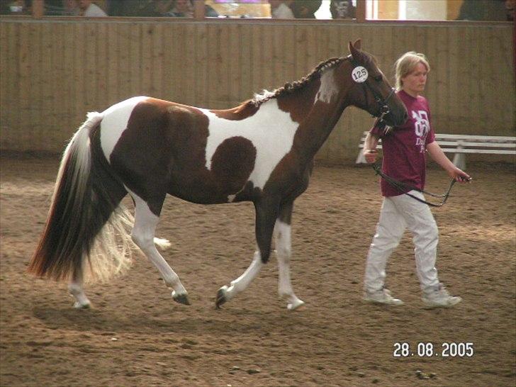 Pinto Saxpo Pleasure. billede 10