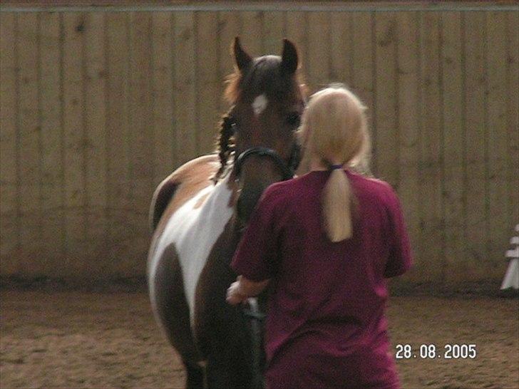 Pinto Saxpo Pleasure. billede 11