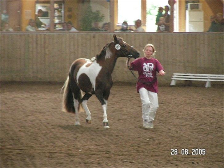 Pinto Saxpo Pleasure. billede 12