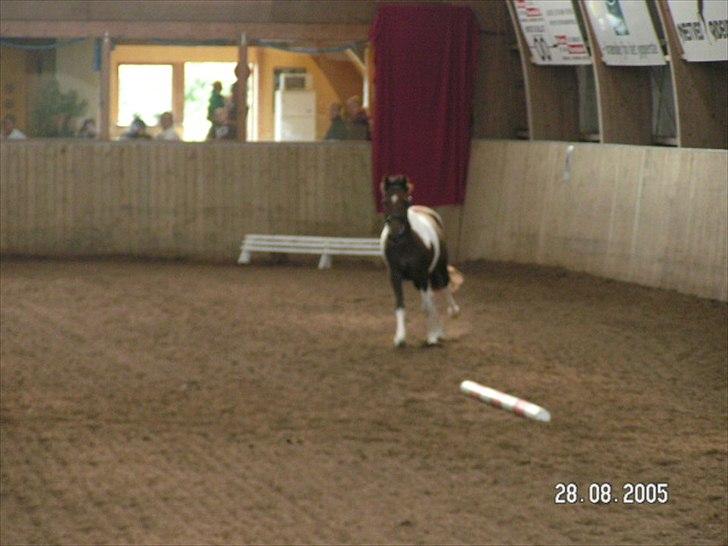 Pinto Saxpo Pleasure. billede 13