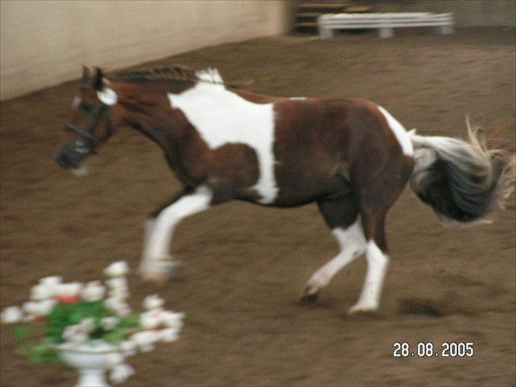 Pinto Saxpo Pleasure. billede 14