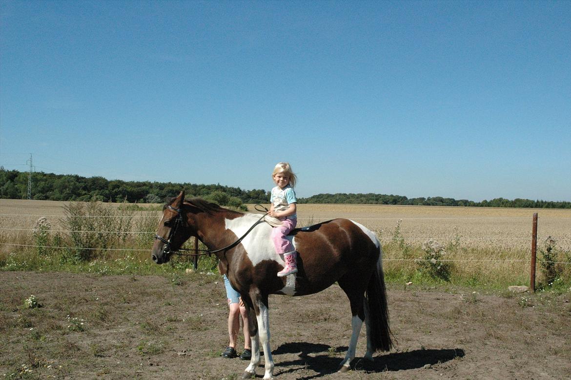 Pinto Saxpo Pleasure. billede 15