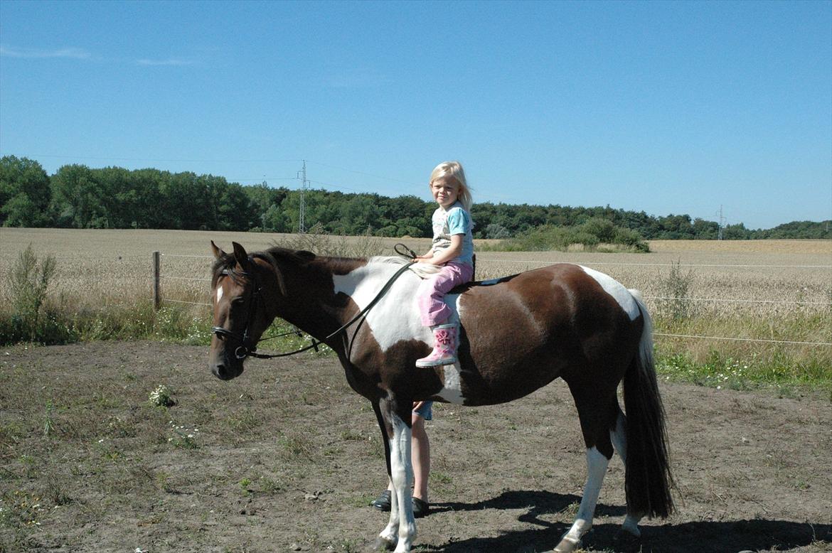 Pinto Saxpo Pleasure. billede 16