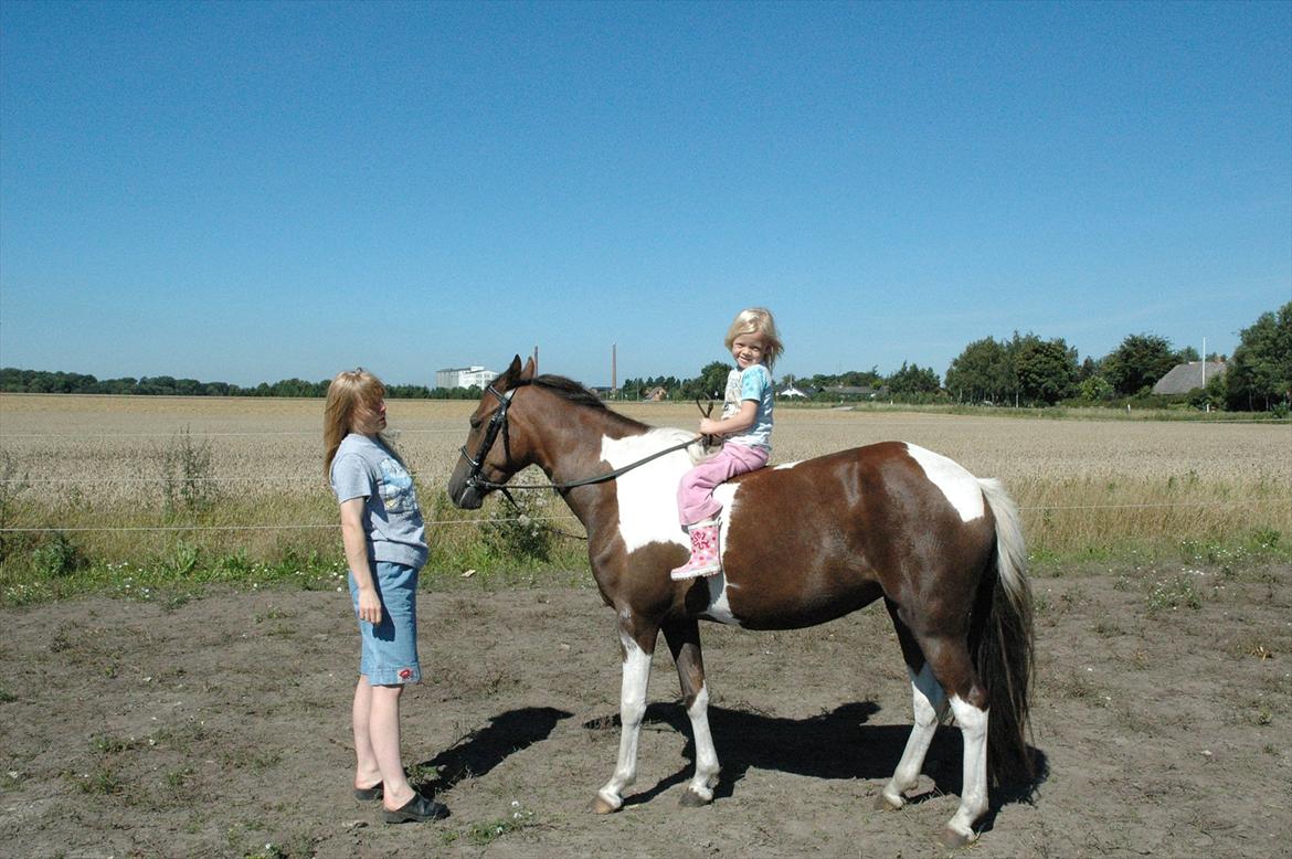 Pinto Saxpo Pleasure. billede 17