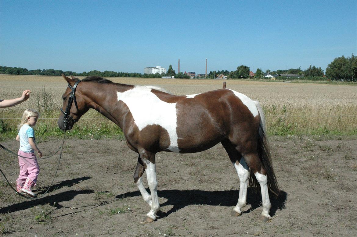 Pinto Saxpo Pleasure. billede 18