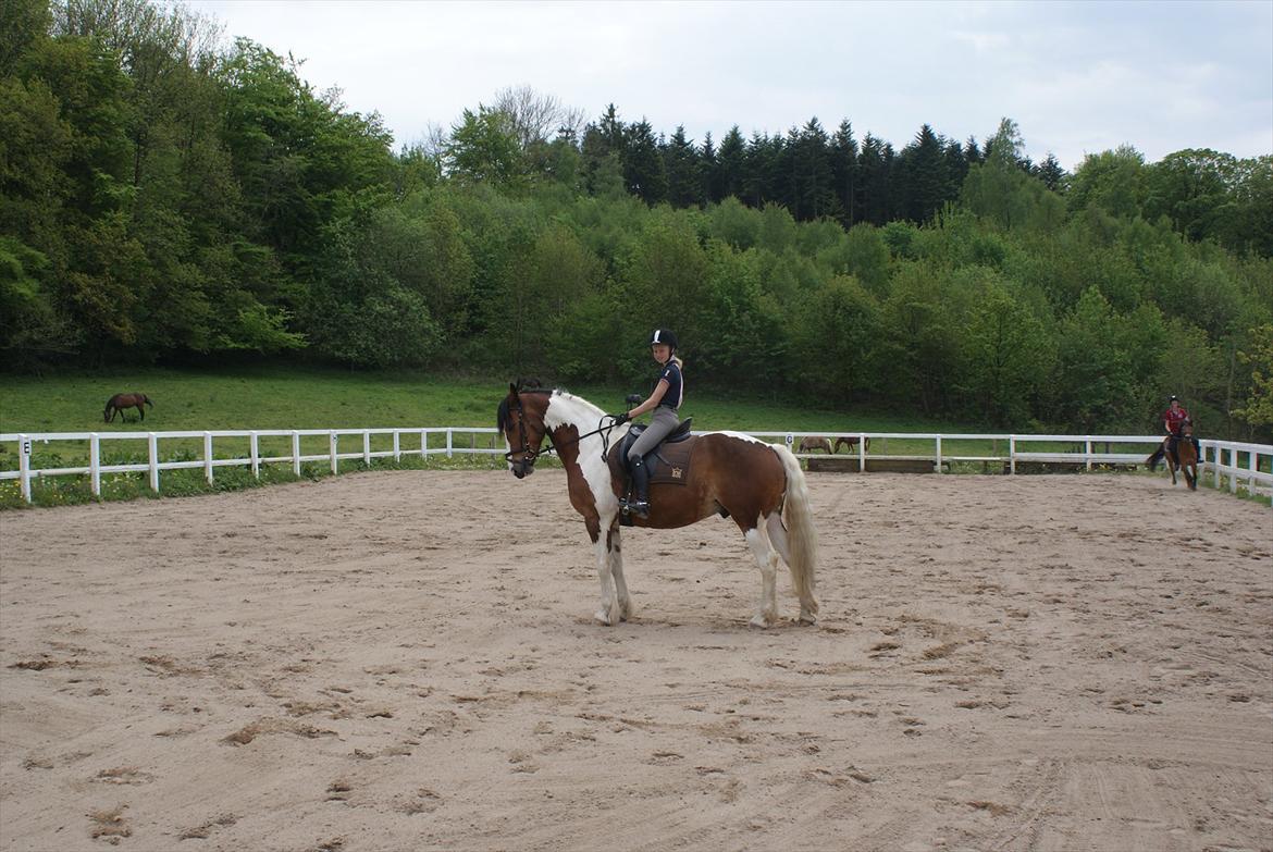 Pinto Quickstep Cody billede 4