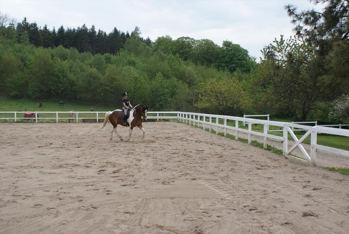 Pinto Quickstep Cody billede 5
