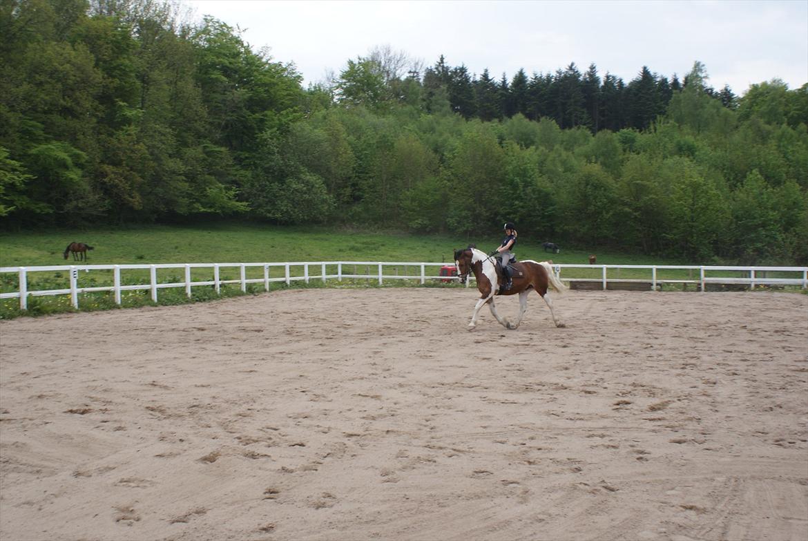 Pinto Quickstep Cody billede 6