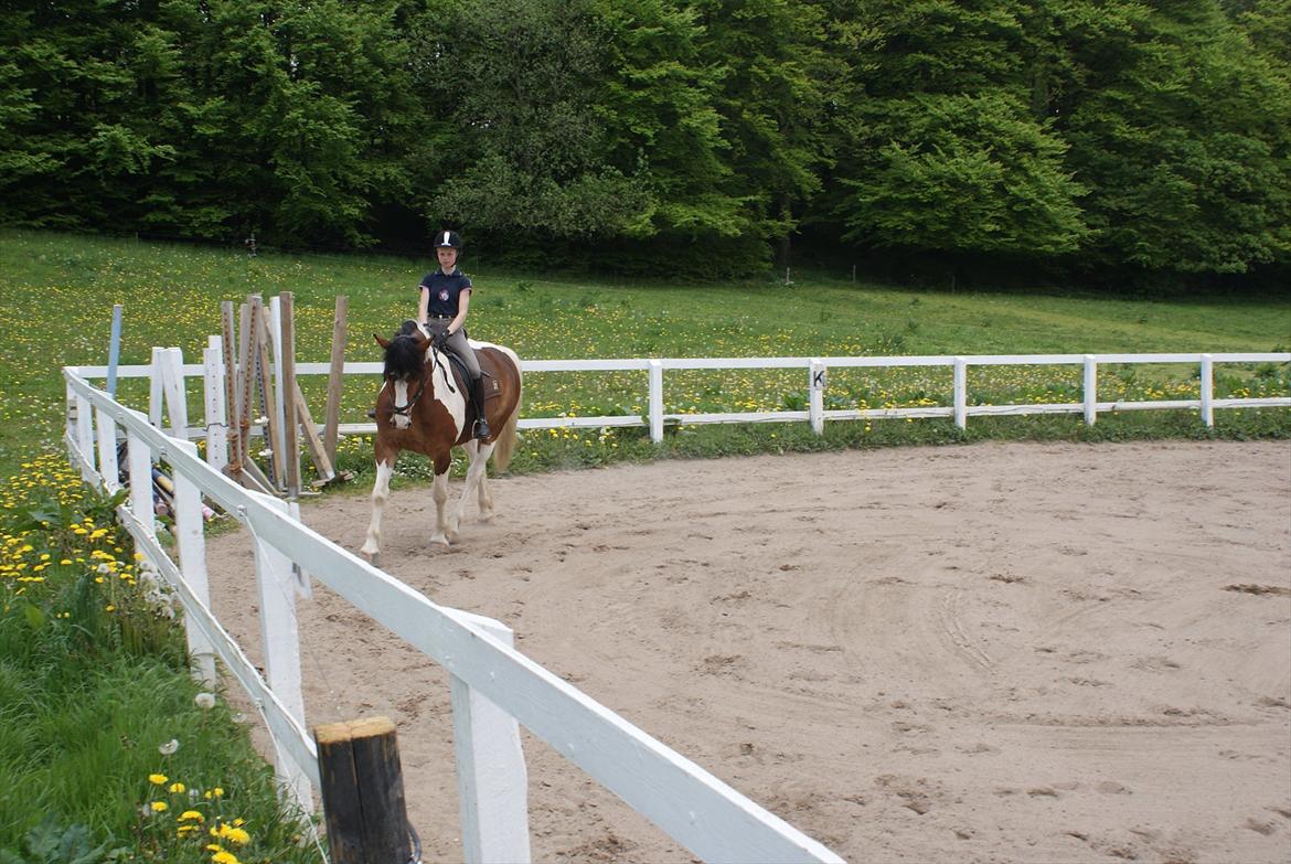 Pinto Quickstep Cody billede 7