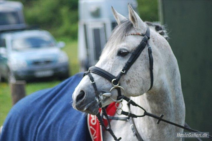 Anden særlig race Avangardas***Tykke*** - Taget af Emilie Rand billede 1