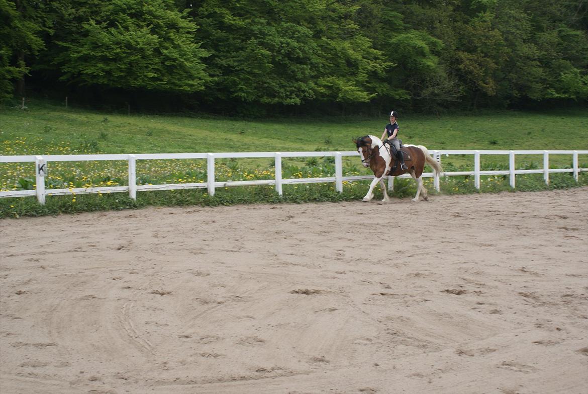 Pinto Quickstep Cody billede 8