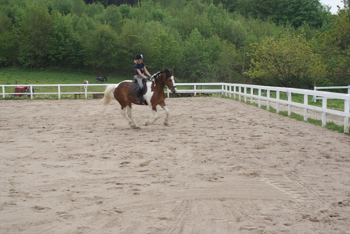 Pinto Quickstep Cody billede 9