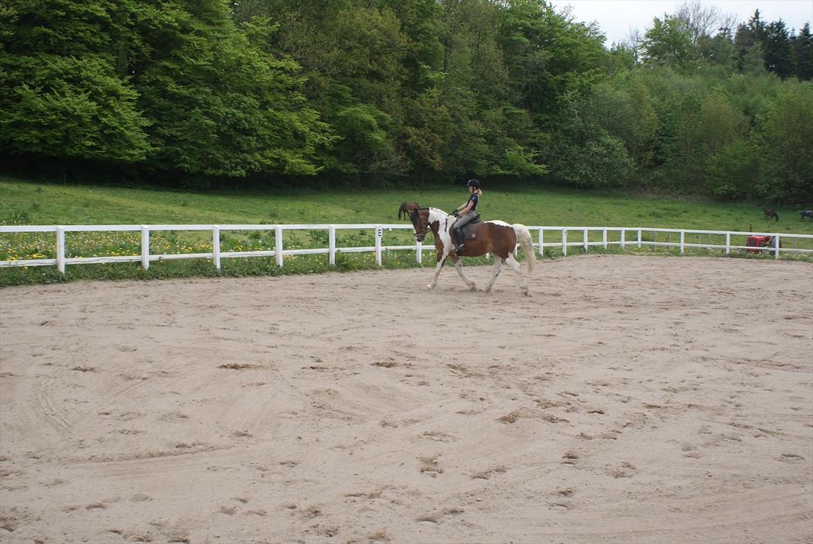 Pinto Quickstep Cody billede 10