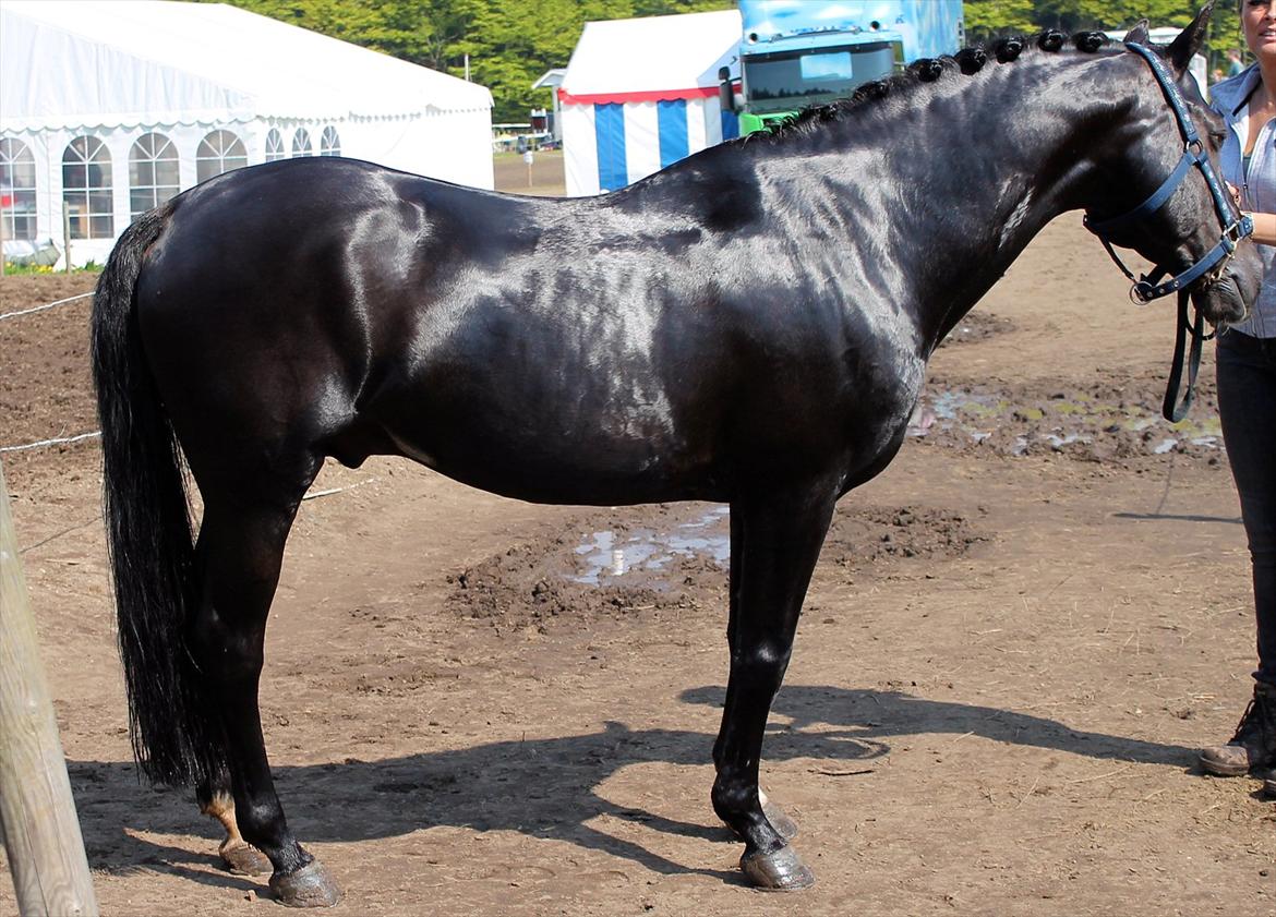 Tysk Sportspony Pan tau B billede 14