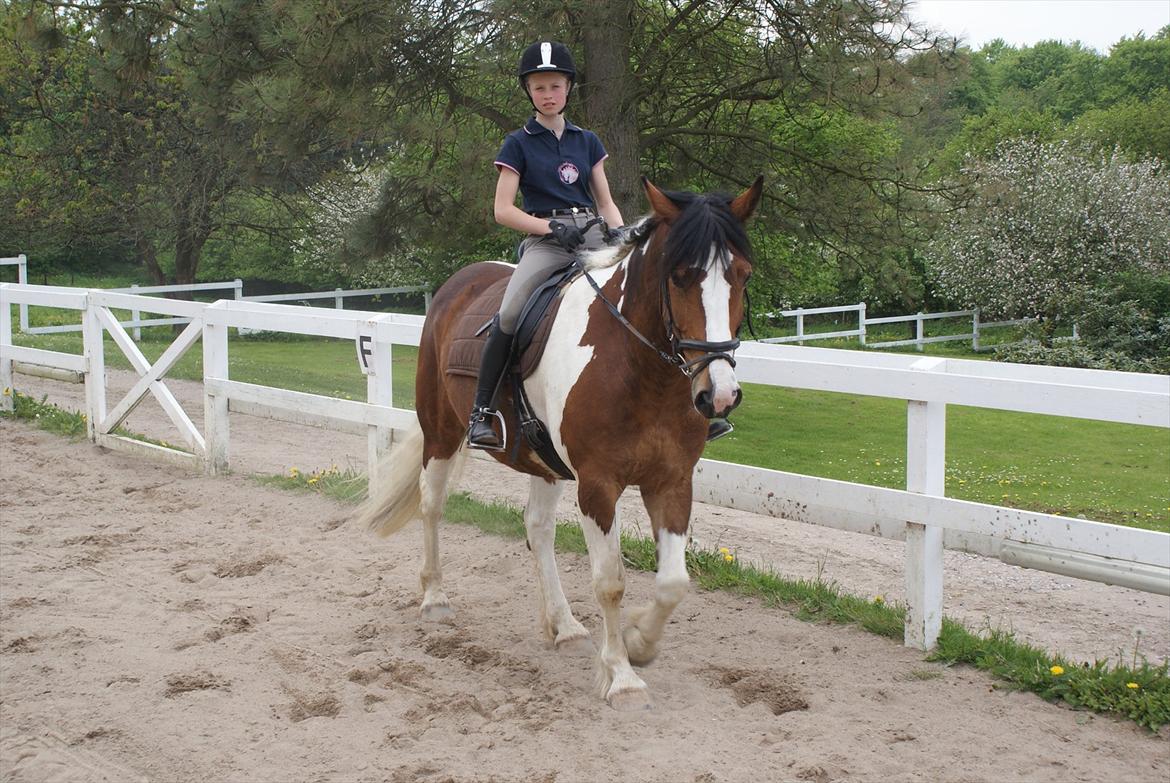 Pinto Quickstep Cody billede 11