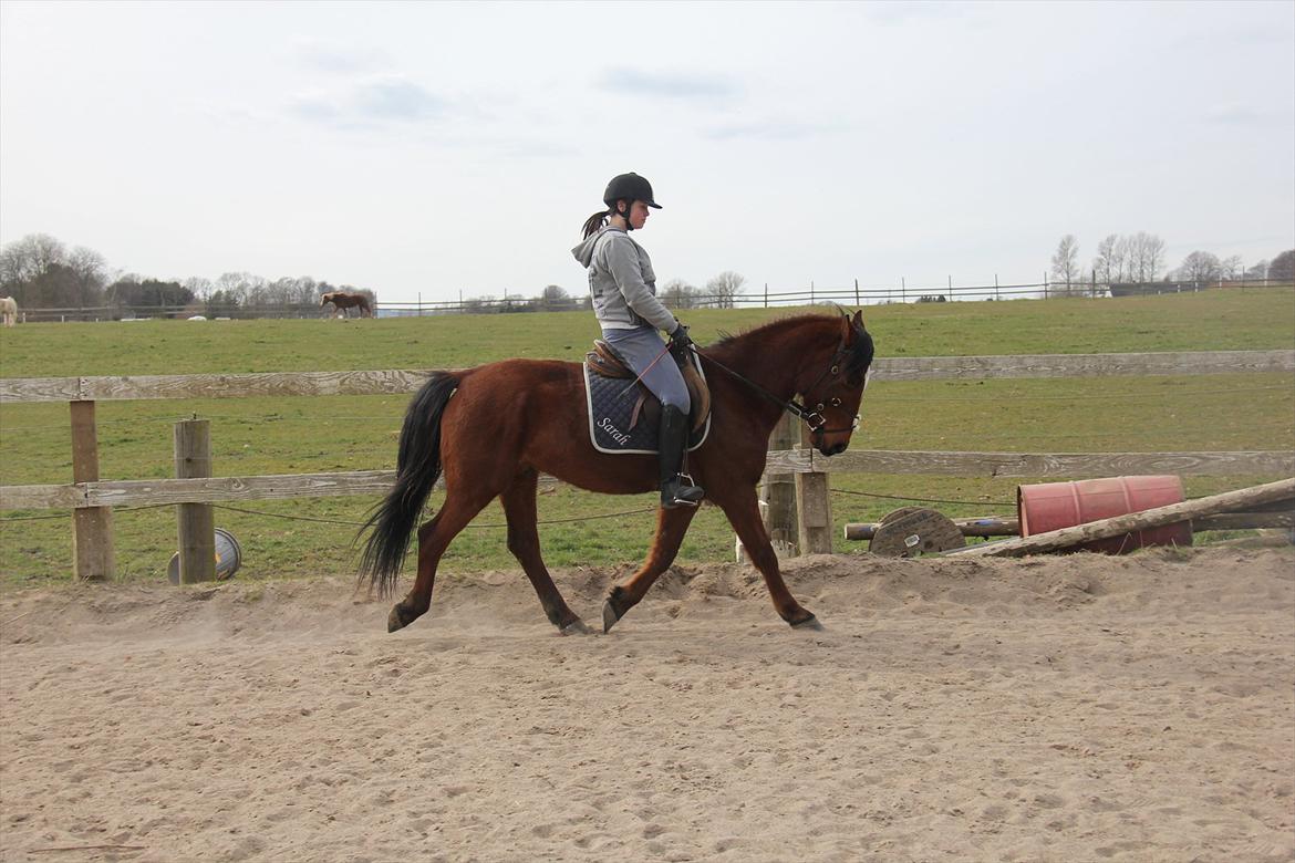 Welsh Cob (sec D) Rambo. - dressur.
April billede 18