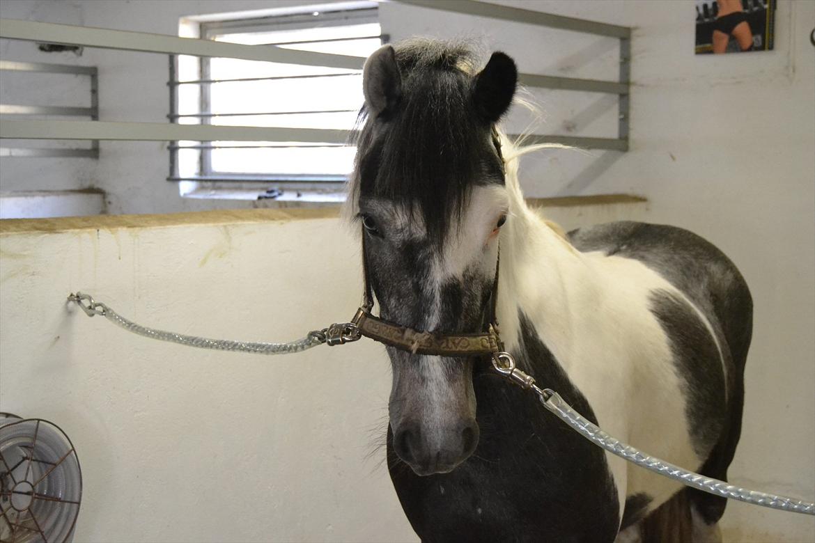 Pinto Zafir - Velkommen til Star Jumper (Zafir) s profil, læg venligst en bedømmelse :-)
Foto: Kristina billede 1