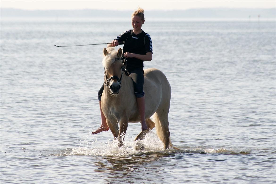 Fjordhest Odin - :-* billede 18